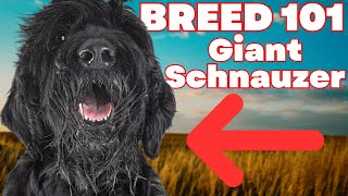 BREED 101 GIANT SCHNAUZER Everything You Need To Know About The Giant Schnauzer [upl. by Christyna956]