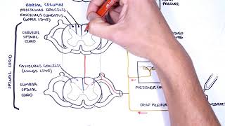 Sensory Tracts  Dorsal Column Medial lemniscus Pathway [upl. by Akemyt914]