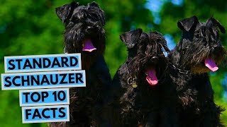 Standard Schnauzer  TOP 10 Interesting Facts [upl. by Schecter]