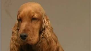 The Cocker Spaniel  Pet Dog Documentary [upl. by Duyne]