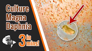 How to culture DAPHNIA MAGNA  The easy way [upl. by Leihcim]