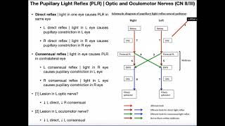 The Pupillary Light Reflex  Structure amp Clinical Interpretation [upl. by Devaj707]