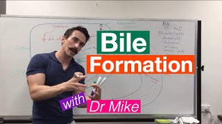 Bile Synthesis and Function [upl. by Anuahc194]