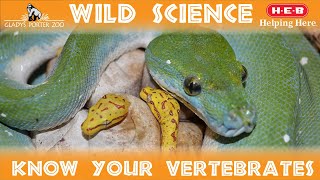 WILD SCIENCE Classifying Vertebrates [upl. by Edac]