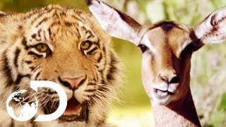 Saber Tooth Tiger  Ice Age Prehistoric Mammals  Science Documentary 2019 [upl. by Irtimed]