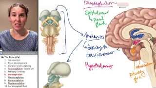 Brain 6 Diencephalon [upl. by Brabazon]