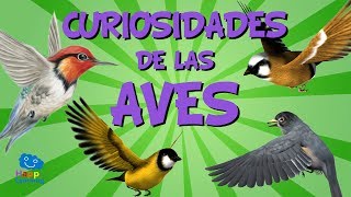 Curiosidades de las aves  Videos Educativos para Niños [upl. by Ydnim]