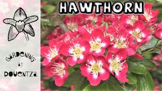 Hawthorn  Best Tree for a Small Garden  Irish Fairy Tradition [upl. by Anitahs]