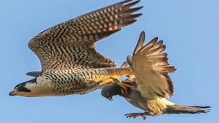 EL PODER DEL HALCÓN PEREGRINO 🦅 Un MISIL Viviente 🦅 [upl. by Bennett]