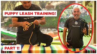 How To Leash Train Your Puppy Dog Tips [upl. by Reggy]