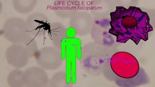 MALARIA LIFE CYCLE Plasmodium falciparum [upl. by Whall702]