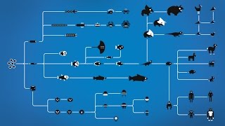 How Evolution works [upl. by Dumah]