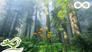 Sunny Mornings Beautiful Relaxing Music with Piano Guitar amp Bird Sounds by Peder B Helland [upl. by Soalokin]