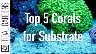 Top 5 Corals for the Substrate [upl. by Omrellig]