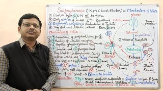 Diabetes Mellitus Part10 Mechanism of Action of Sulfonylurease  Antidiabetic Drugs  Diabetes [upl. by Bjork728]