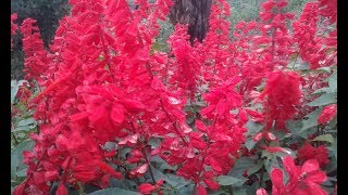 Salvia  Salvia Splendens  Scarlet Sage [upl. by Pritchard763]