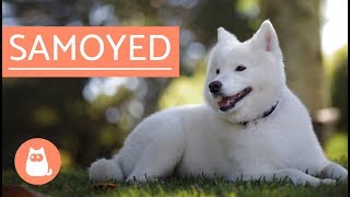 Samoyed Dog  history characteristics and care [upl. by Airot]