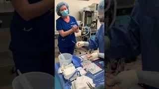 PreOperative Assessment – Anesthesiology  Lecturio [upl. by Mara]