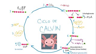 CICLO DE CALVIN EXPLICACIÓN SENCILLA NIVEL PREPARATORIA  BACHILLERATO [upl. by Vod]