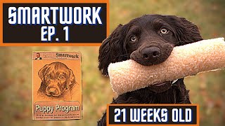 Boykin Spaniel Duck Dog Training With SMARTWORK PUPPY PROGRAM  Ep 1 [upl. by Mattie]