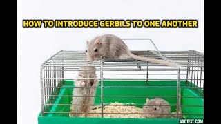 How To Introduce Gerbils To One Another [upl. by Aramit937]