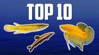 10 Top Dwelling Fish for Your Aquarium [upl. by Yasdnil]