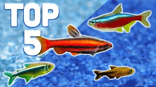 MY TOP 5 TETRAS FOR YOUR AQUARIUM [upl. by Aihsyla]