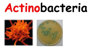 Actinobacteria [upl. by Ylevol]