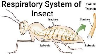 Respiratory System of Insect ।। Tracheae Tracheoles Spiracles Taenidia [upl. by Hazel]