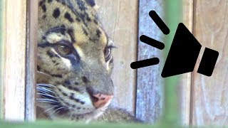 Clouded Leopard Call Scream Sound [upl. by Meagher]