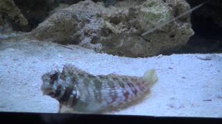 Lawnmower Blenny Salarias fasciatus [upl. by Bertelli]