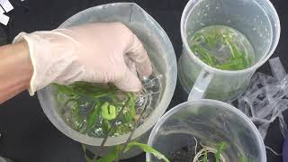 Plant tissue culture  Acclimatization [upl. by Niklaus620]