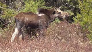 Algonquin park wildlife April 2024 [upl. by Sudnor323]