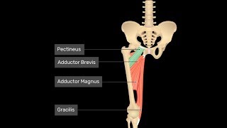 Exercise for the pectineus groin muscle [upl. by Efrem]