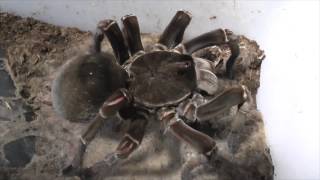 Tarantula feeding video 4 [upl. by Atikin214]