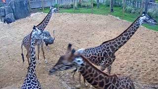 Houston Zoo Giraffe Platform Cam  Feeding Live Cam  Ozolio Webcam Services [upl. by Kalikow760]