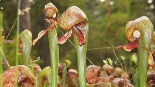 Cobra Lily  California Pitcher Plant Darlingtonia californica [upl. by Ahlgren695]