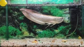 Silver arowana growth  One year growth update  arowana fish [upl. by Ariuqahs]