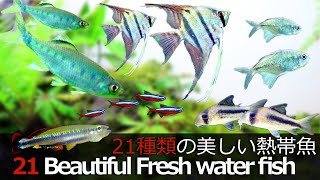 プロが選んだ21種類の美しい熱帯魚 [upl. by Fenton]