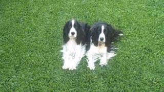 English Springer Spaniel Puppies Training 2 dogs at one time [upl. by Youngman]