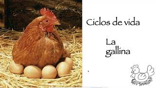 Ciclos de vidaLa Gallina [upl. by Taimi]