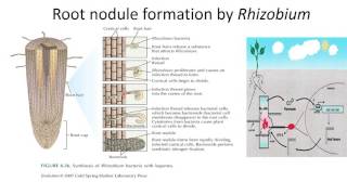 Root nodule formation by Rhizobium [upl. by Erdnassac]