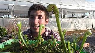 La planta COBRA Darlingtonia californica [upl. by Nwahsram]