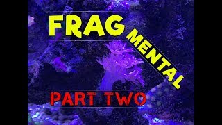 The RIGHT WAY to Frag Pulsing Xenia and maybe other fleshy soft corals too [upl. by Nywles]