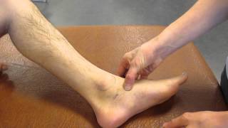 Navicular Tuberosity Ankle Palpation [upl. by Norina]