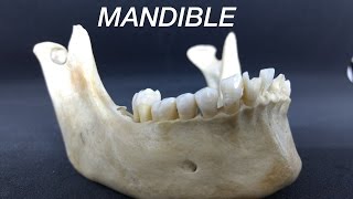 MANDIBLE  GENERAL FEATURES amp ATTACHMENTS [upl. by Eiloj]