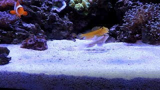 Watchman Goby Spotlight including Fight Sequence [upl. by Bethena338]