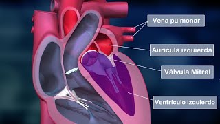 El CORAZÓN HUMANO partes aurículas ventrículos válvulas funciones anatomía [upl. by Elwina]