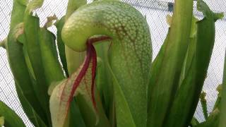 Cobra Lily Carnivorous Plant Eats Insect [upl. by Gerdeen]