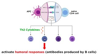 Cytokines and Chemokines [upl. by Falk]